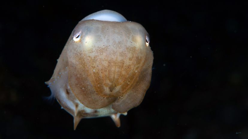 Dumbo octopus