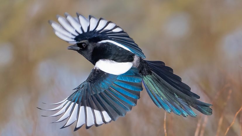 magpie