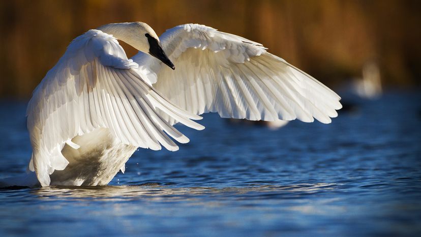 Trumpeter swan