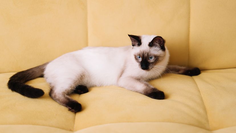 Siamese cat