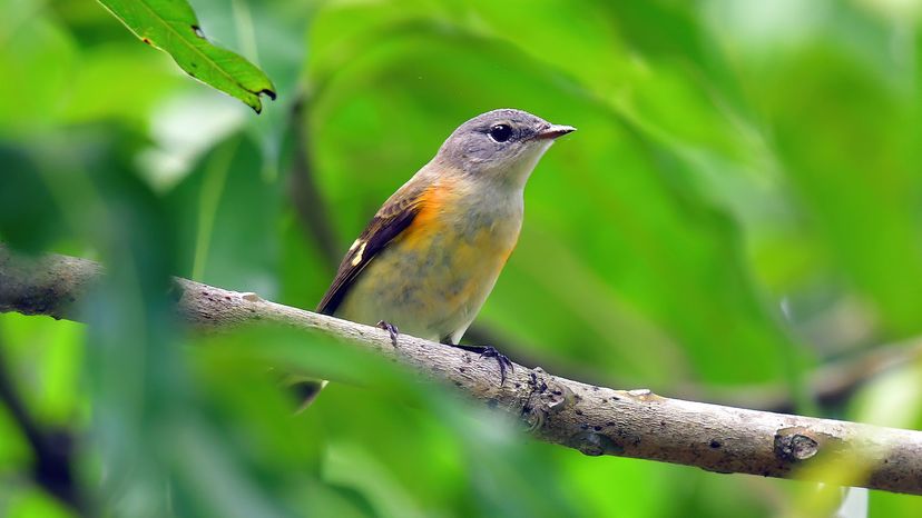 American redstart