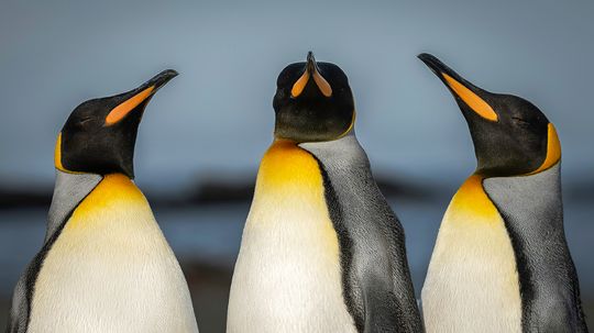 10 Animals That Live in the Tundra: From Penguins to Oxen
