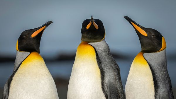10 Animals That Live in the Tundra: From Penguins to Oxen