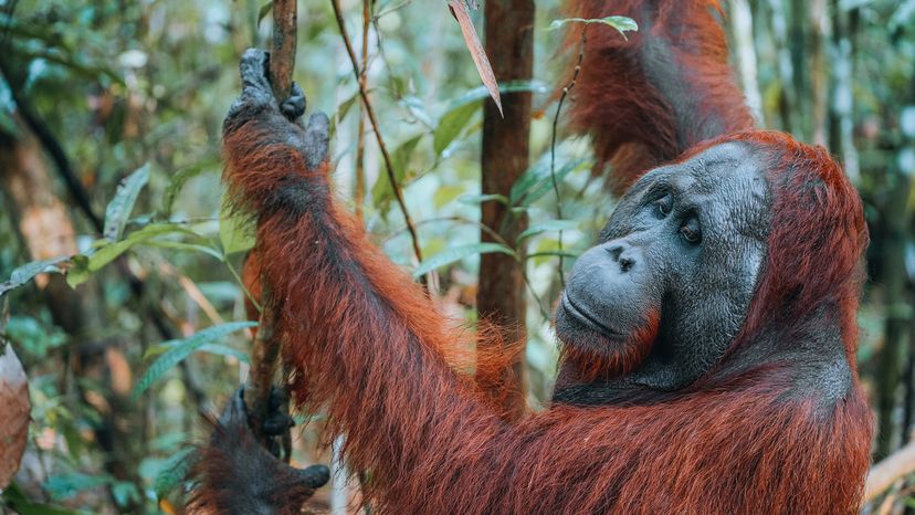 Orangutan hanging from a tree