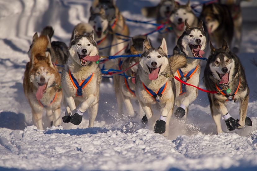 Iditarod Siberian huskies running in snow