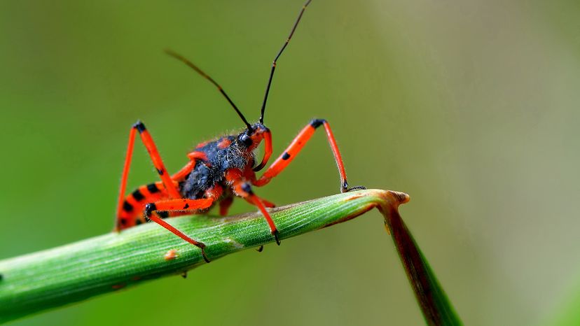 Kissing bug