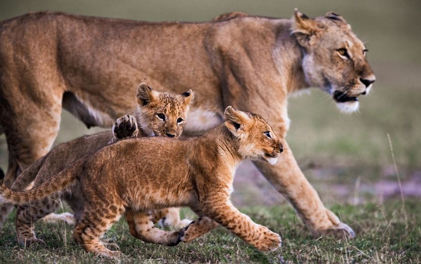 lioness with two cubs