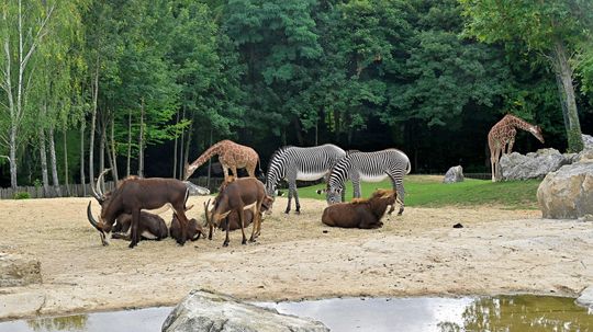 The Biggest Zoo in the U.S. (Plus 7 Other Gigantic Zoos)