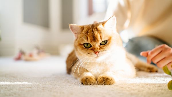 Recognizing Cats in Heat (Spoiler: Much Different From Dogs in Heat)