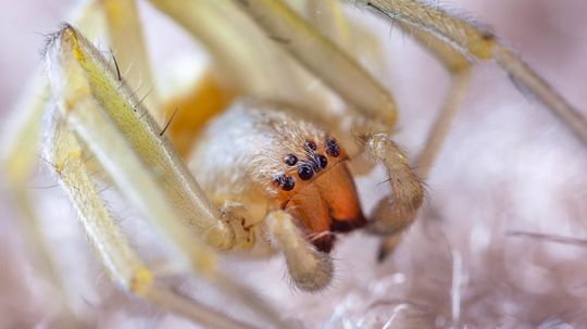 The Yellow Sac Spider Surprisingly Doesn't Build a Web