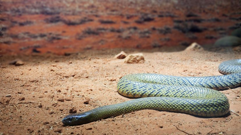 Inland taipan