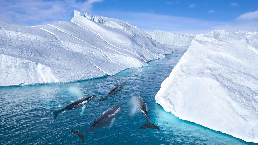 Humpback whales