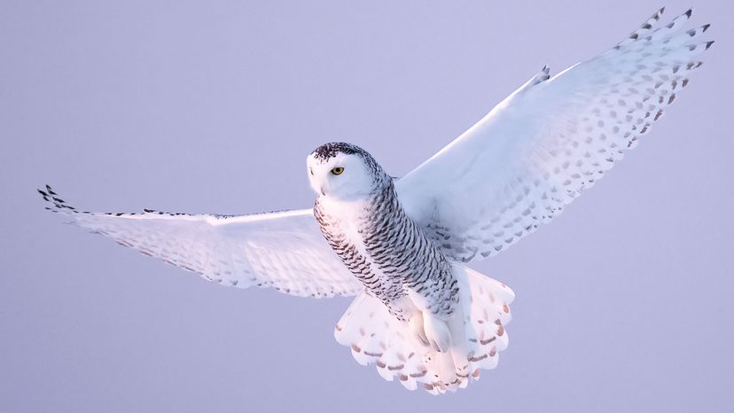 Snowy owl