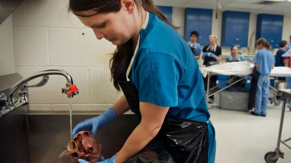 Medical Schools Have Come a Long Way From Grave Robbing to Get Cadavers