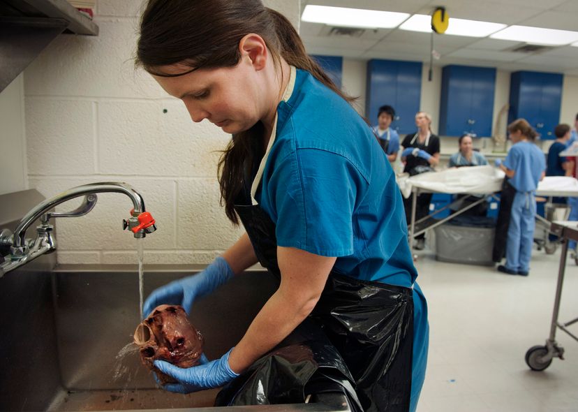 A medical student with long, brown hair and a black apron rinses a heart in a classroom sink.