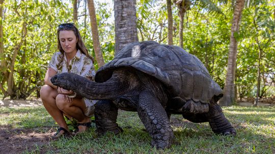 A Giant Tortoise Lives in the 'Galápagos of the Indian Ocean'