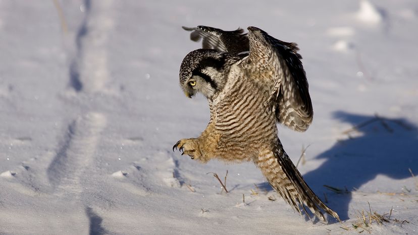 Northern hawk owl