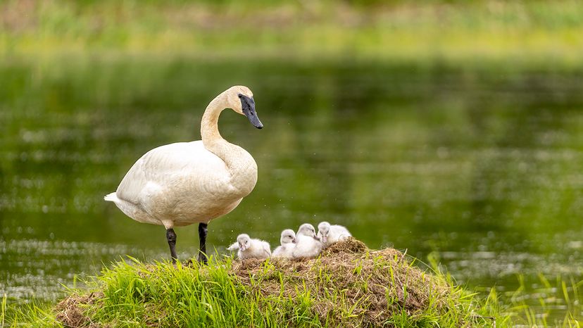 Trumpeter swan