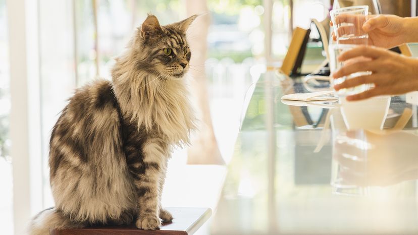 Maine Coon