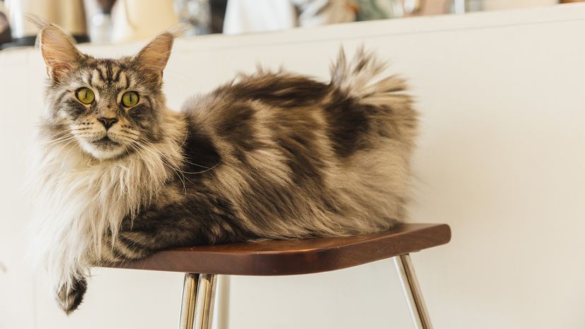 Maine Coon
