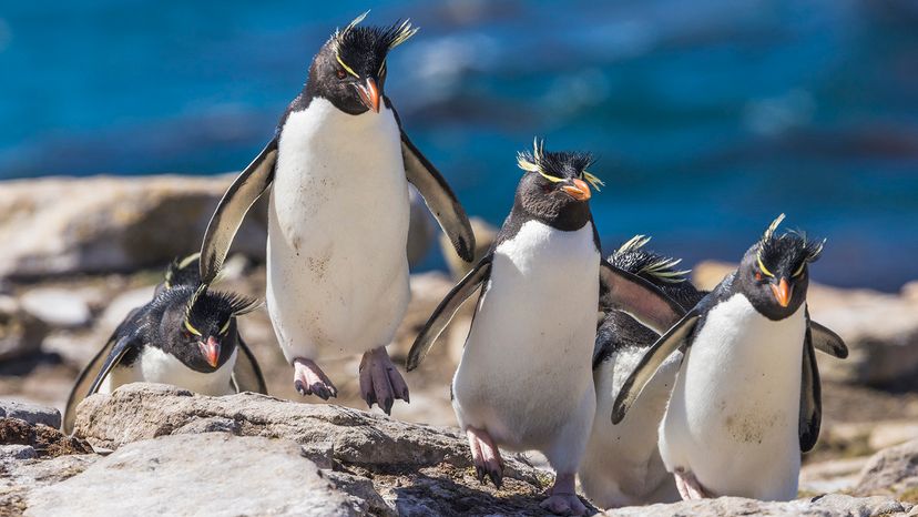Rockhopper penguin