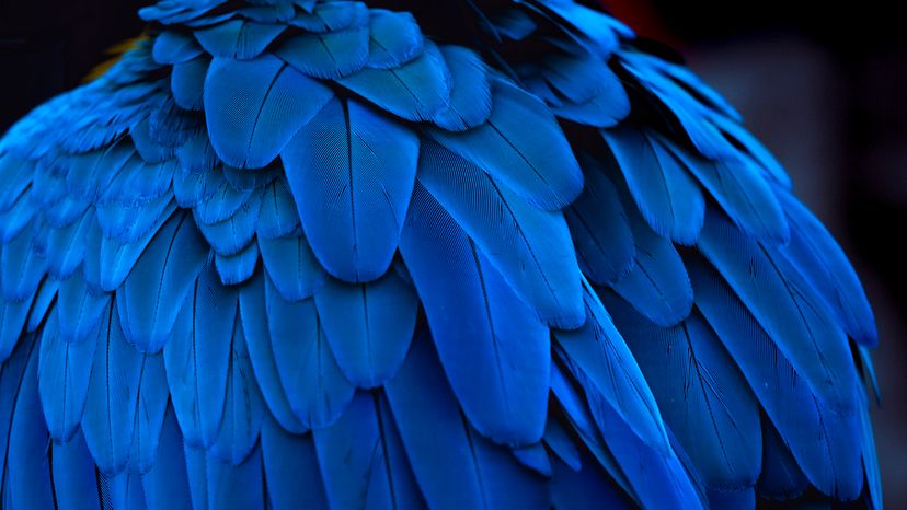 Royal blue