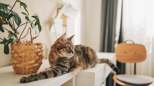 Is Rosemary Safe for Cats? Not as an Essential Oil