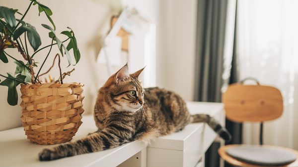 Is Rosemary Safe for Cats? Not as an Essential Oil