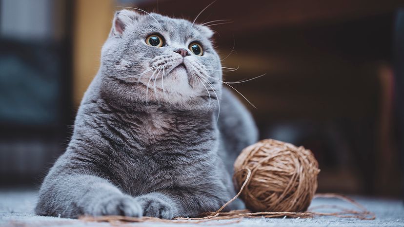 Scottish Fold
