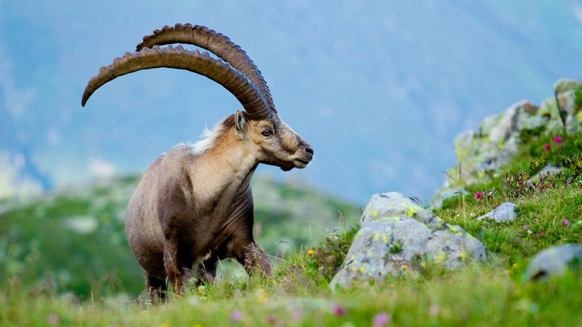 ibex with enormous horns