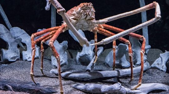 The Biggest Crab in the World, Plus 8 Enormous Contenders