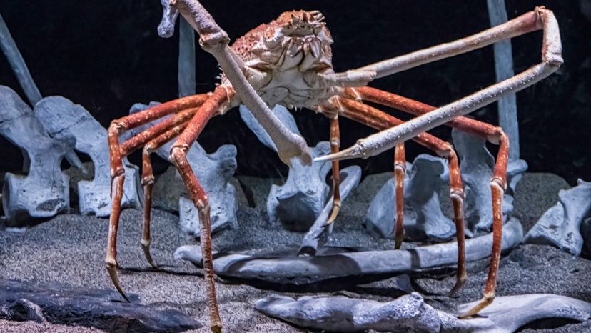 Giant crab with long legs walking on sand near unidentified spinal bones