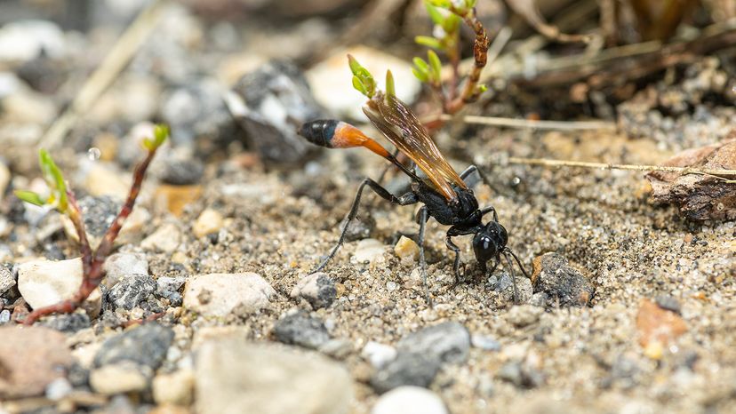 Thread-waisted wasp