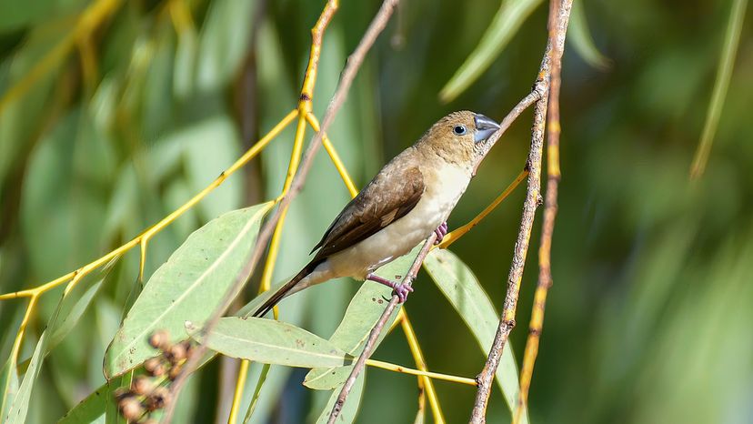 African silverbill