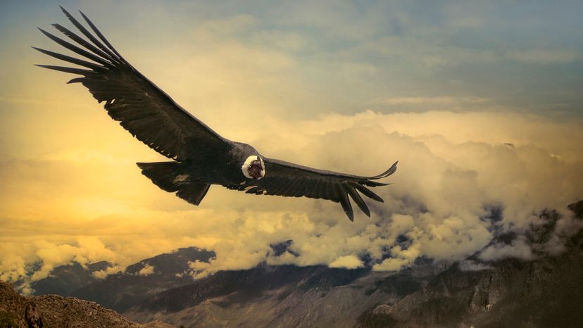 Andean condor