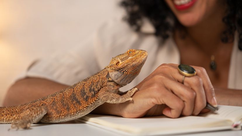 Bearded dragon