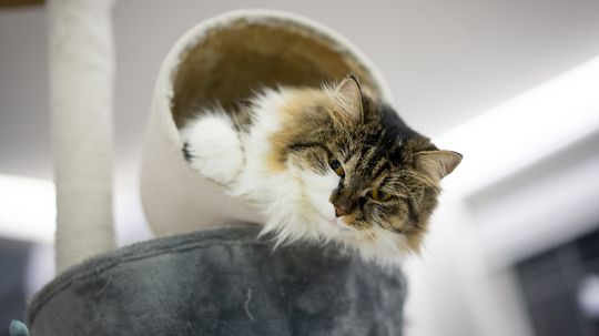 The Turkish Angora Cat Is Playful, Loyal, and Simply Stunning
