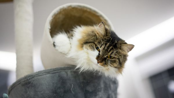The Turkish Angora Cat Is Playful, Loyal, and Simply Stunning