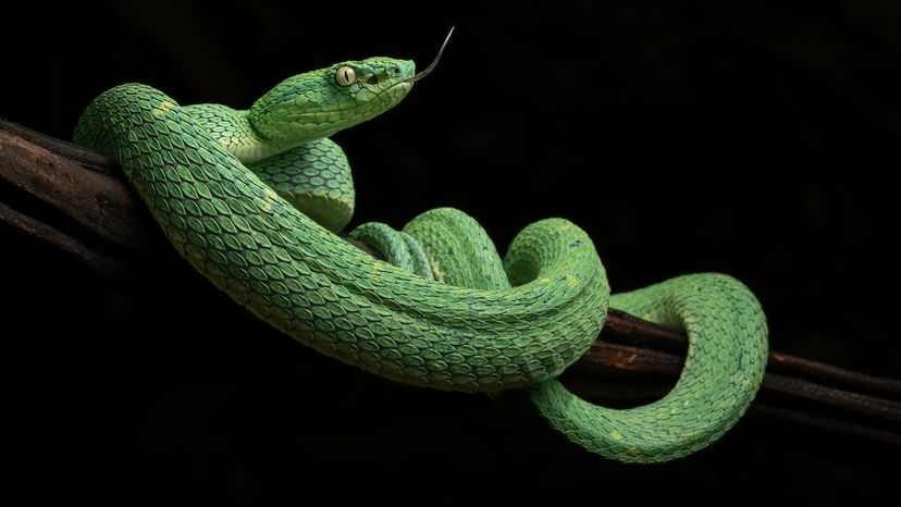 Pit viper