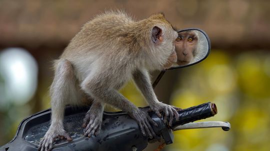 Mirror Testing: Which Animals Demonstrate Visual Self-Recognition?