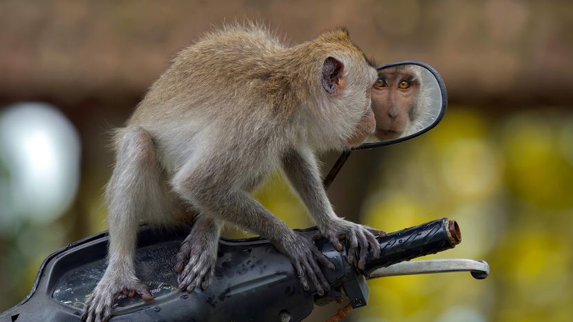 A macaque looks at his own reflection in the side view mirror of a motorbike