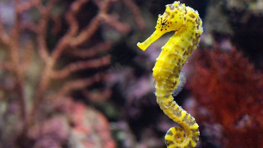 Is a Seahorse a Fish?