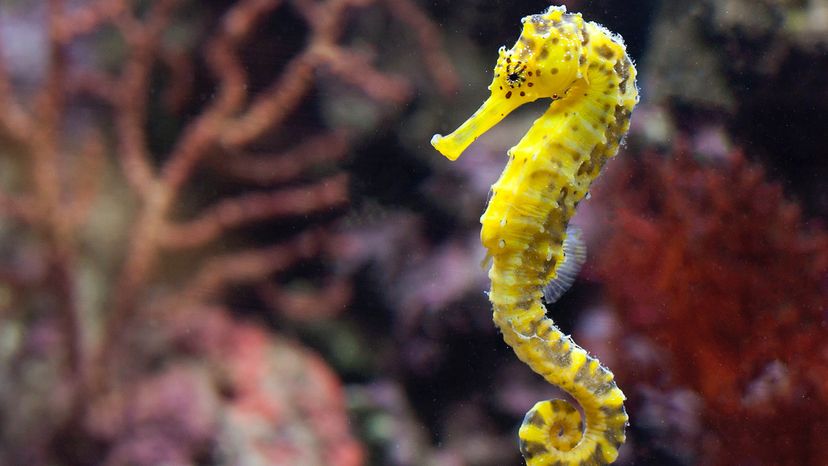 seahorse