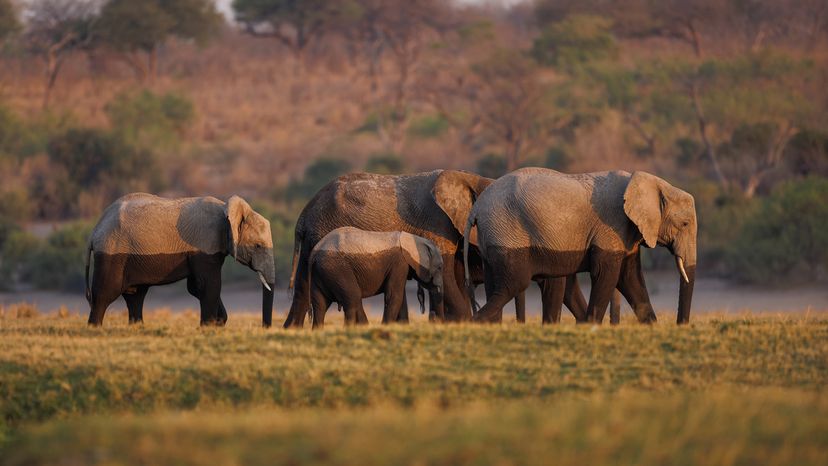 Four elephants walk across grass, their lower halves damp with mud