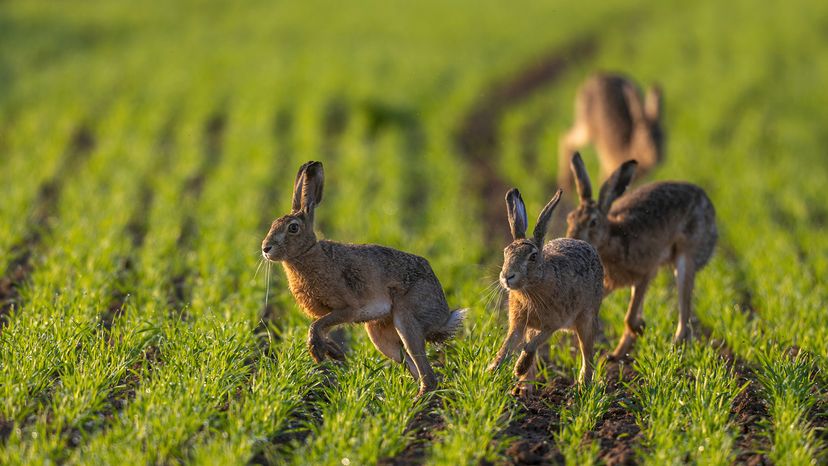 Four hares leaping through short green grass