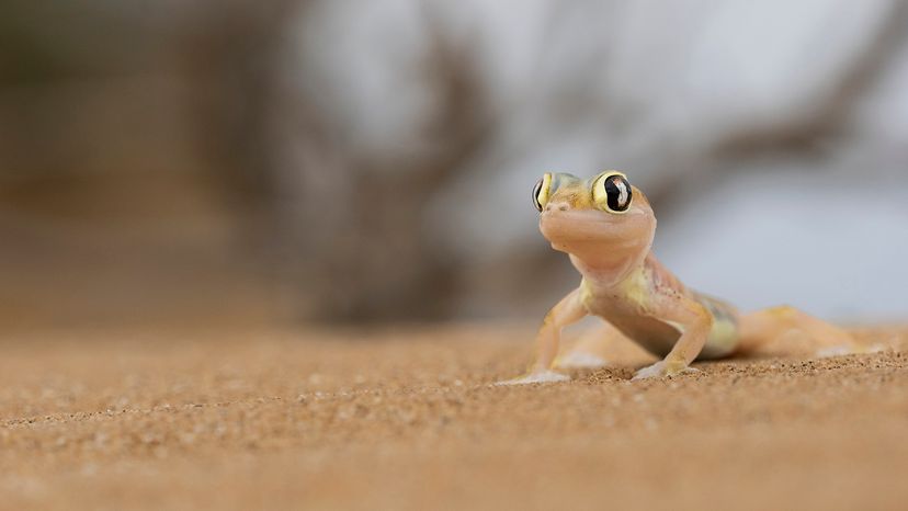 Gecko