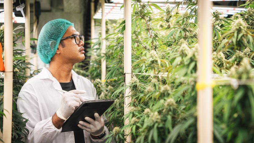 A farmer examines the new harvest of a hemp field.