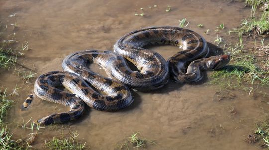 Anaconda: Snake of Frighteningly Enormous Proportions