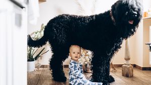 big black dog standing over an infant