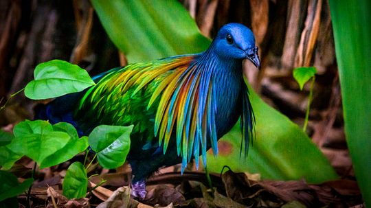 38 Colorful Birds You Didn't Know Exist